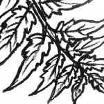 Leaf drawings